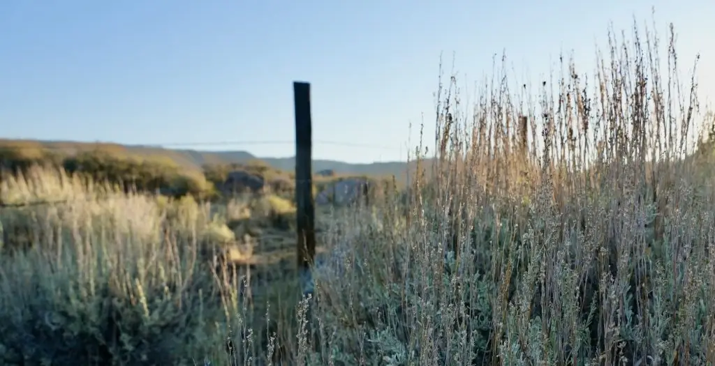 sunny landscape of sagebrush and grasses with a blurred fence post and barbed wire fence behind