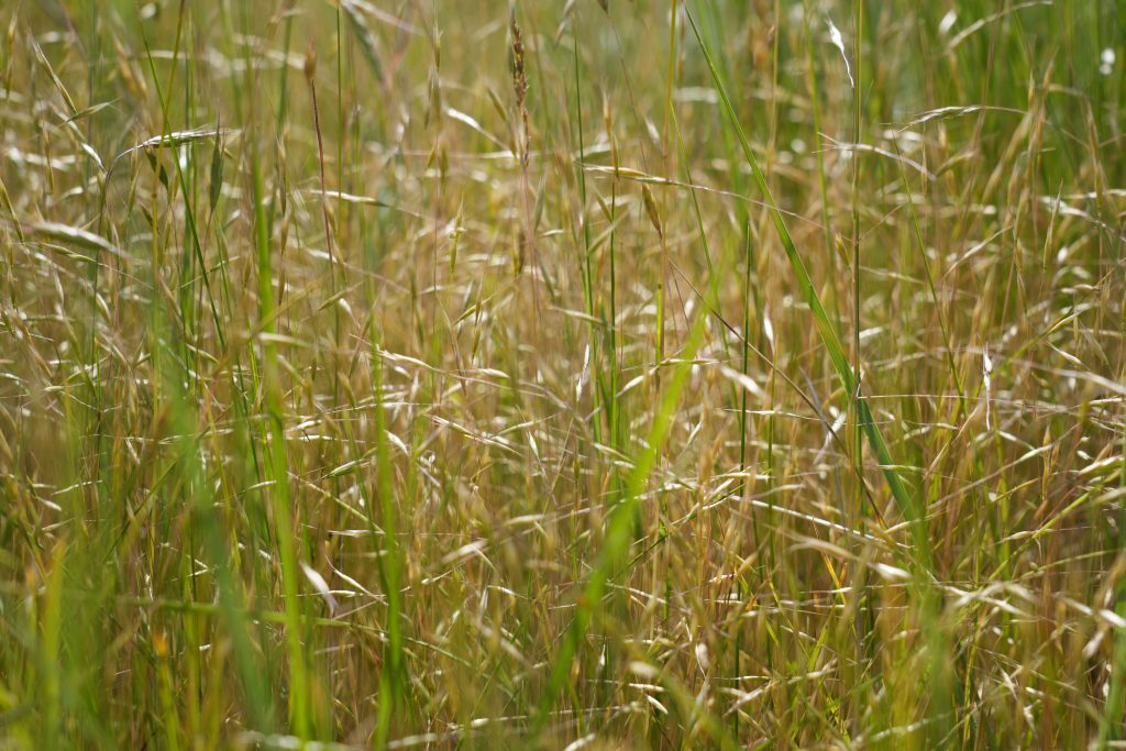yellow and green stalks of grass