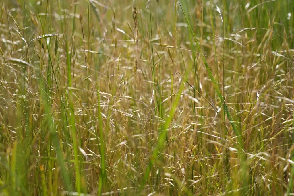 yellow and green stalks of grass