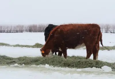 Snow falls as reddish-brown cow and black cow graze green hay in a line atop snow-covered ground