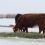 UW Extension to Offer Program on Livestock and Land Management Nov. 18 in Evanston