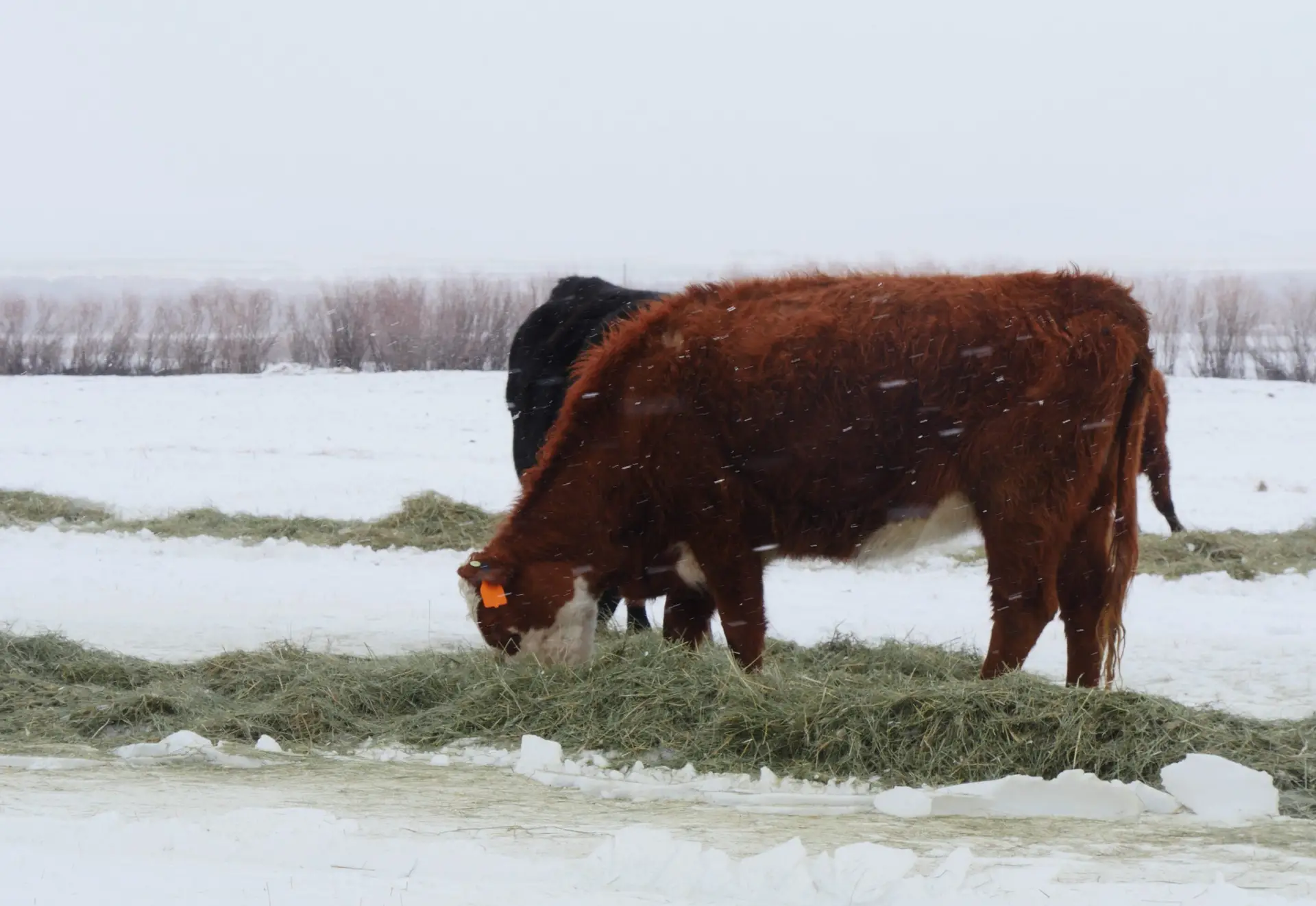 Snow falls as reddish-brown cow and black cow graze green hay in a line atop snow-covered ground