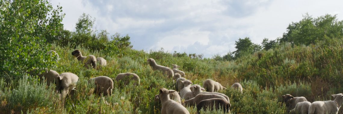 small flock of sheep grazes in a green landscape with grasses, sagebrush, and an aspen with bright but cloudy sky above