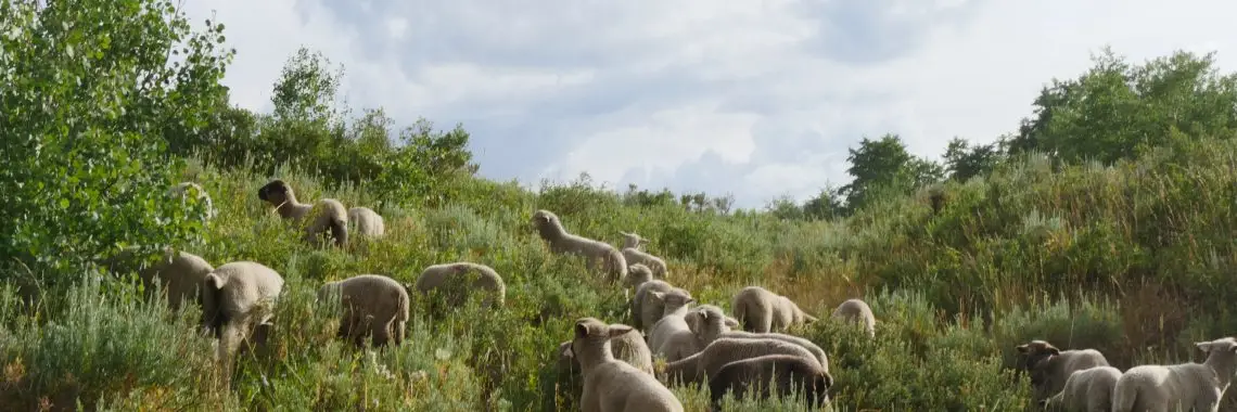 small flock of sheep grazes in a green landscape with grasses, sagebrush, and an aspen with bright but cloudy sky above