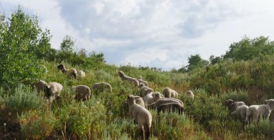 small flock of sheep grazes in a green landscape with grasses, sagebrush, and an aspen with bright but cloudy sky above