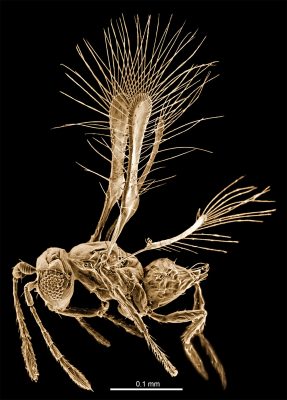 A fly. The image includes a scale; the fly appears to be about .3 millimeters long from head to end of body and about .4 millimeters tall from feet to wings.