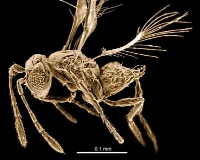 A fly. The image includes a scale; the fly appears to be about .3 millimeters long from head to end of body and about .4 millimeters tall from feet to wings.