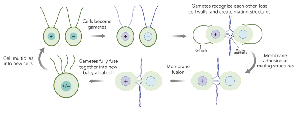 A graphic with various stages showing a cyclical process. Vegetative growth: Two gametes, labeled plus and minus, are separate from one another. They have two long arms (flagella) and thick cell walls. The gametes undergo nitrogen deprivation, which primes them to seek out another gamete. They then undergo contact-dependent signaling. As a result of contact-dependent signaling, the gametes lose their cell walls, create mating structures, and their arms twine together. Next, the mating structures connect to each other. Through this point of contact, the cells undergo full membrane fusion to become one full zygote, labeled plus/minus. Then, through a process of zygospore formation, meiosis, and hatching, the final zygote stage loops back to the beginning, forming two gametes labeled plus and minus which are separate from each other.