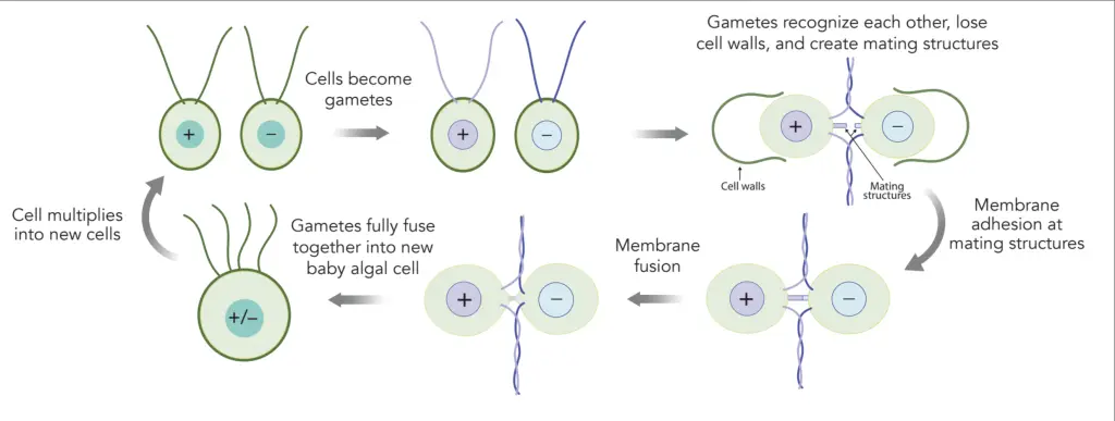 A graphic with various stages showing a cyclical process. Vegetative growth: Two gametes, labeled plus and minus, are separate from one another. They have two long arms (flagella) and thick cell walls. The gametes undergo nitrogen deprivation, which primes them to seek out another gamete. They then undergo contact-dependent signaling. As a result of contact-dependent signaling, the gametes lose their cell walls, create mating structures, and their arms twine together. Next, the mating structures connect to each other. Through this point of contact, the cells undergo full membrane fusion to become one full zygote, labeled plus/minus. Then, through a process of zygospore formation, meiosis, and hatching, the final zygote stage loops back to the beginning, forming two gametes labeled plus and minus which are separate from each other.