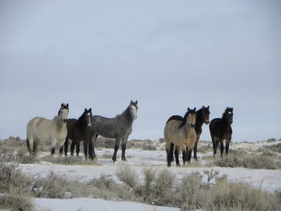 A group of horses in a snowy field.
