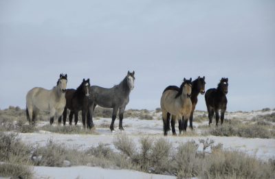 A group of horses in a snowy field.