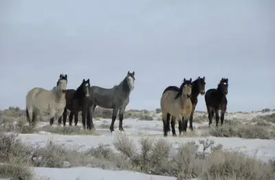 A group of horses in a snowy field.