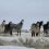 UW Researchers Find Wild Horse Diets Adaptable