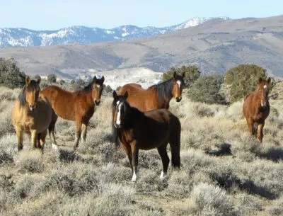 A group of horses in a mountainous environment. 