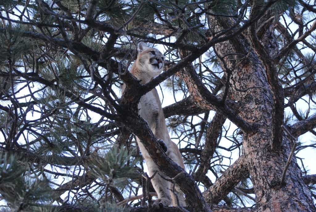 A mountain lion in an evergreen tree.
