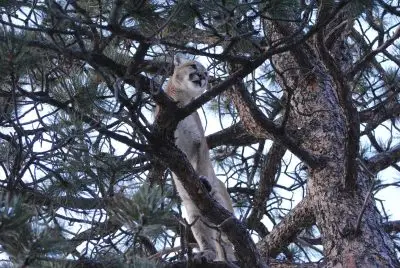 A mountain lion in an evergreen tree.
