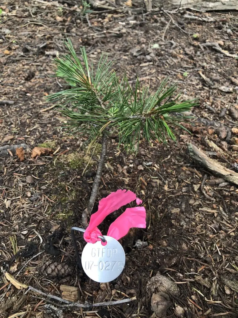 circular steel tree tag with the inscription "GTFDP 07-275" is anchored beside a tiny pine and marked with a bright pink ribbon