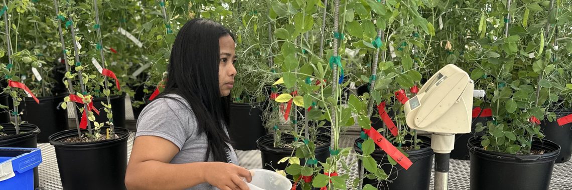 A young woman weighs a pot with a large pea plant in it.