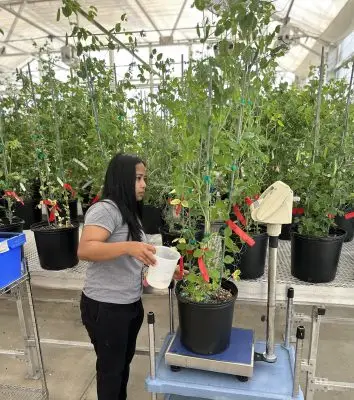 A young woman weighs a pot with a large pea plant in it.