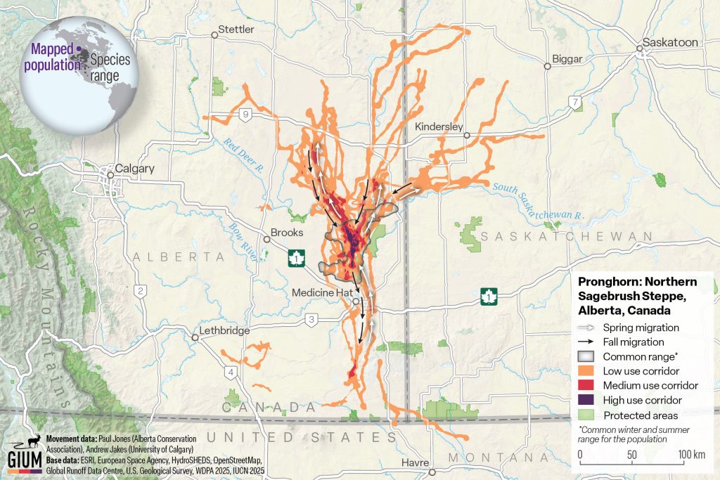 A map of southern Canada (Saskatchewan and Alberta) with low, medium, and high use corridors of pronghorn migration shown in different colors. Low-use migration corridors fan out in the upper part of the map. Low-use corridors barely cross over into northern Montana. Some small areas are marked as protected areas. The pronghorn's typical range shows up above the town of Medicine Hat in Alberta. Roads are also marked on the map, and the migration crosses several major roads.