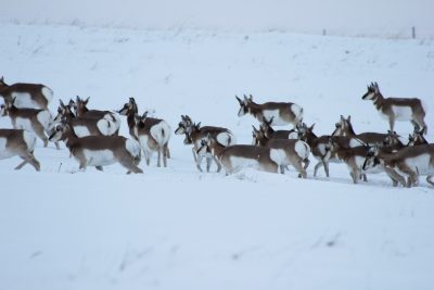 A group of pronghorn walking in a snowy field.