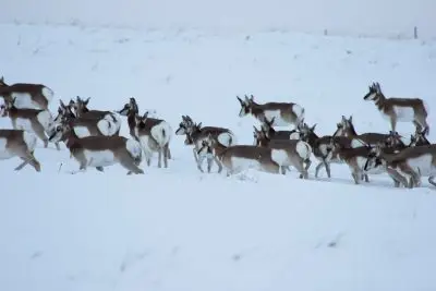 A group of pronghorn walking in a snowy field.
