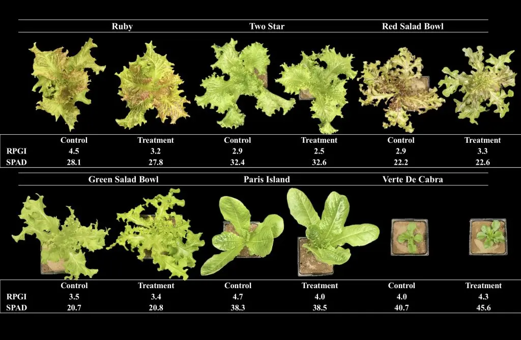 Comparison of control and treatment of six varieties of lettuce plants, showing visual differences in growth at 48 days after sowing as well as RPGI (relative plant growth index) and SPAD (measurements of chlorophyll content) values. RPGI values of three varieties decreased when exposed to the treatment. In all varieties except 'Ruby', SPAD (measurement of leaf chlorophyll content) were higher in the treatment in the control.