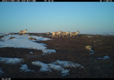 Caribou cross a rocky field with some snow