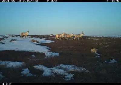 Caribou cross a rocky field with some snow