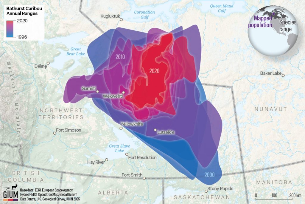 A map of Bathurst caribou annual ranges from 1996 to 2020. In 1996, the range covered is about eight times as large as in 2020.