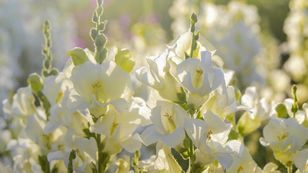 yellowish-white snapdragons in the sun