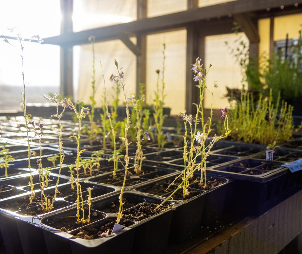 trays of young plants in a greenhouse