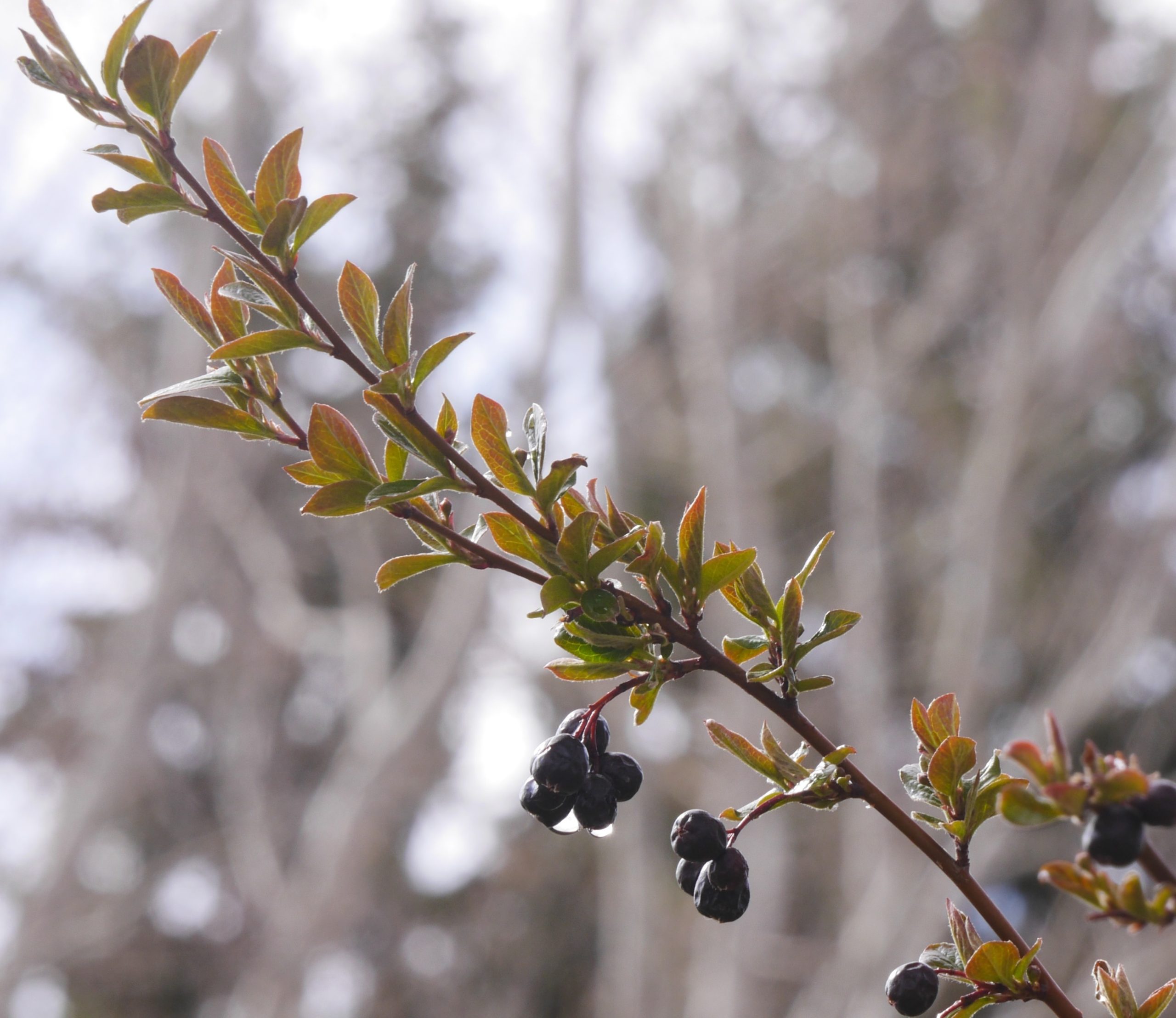 slender branch with greenish leaves and clusters of dark berries, some with drops of water hanging off, and a blurred background that appears to include a snowy landscape