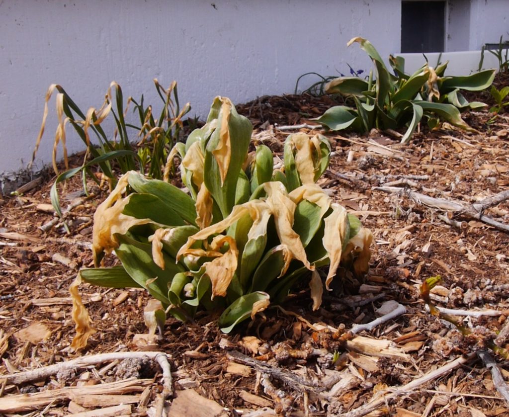 Green plant with drooping leaves that are brownish, limp, and mushy toward the ends