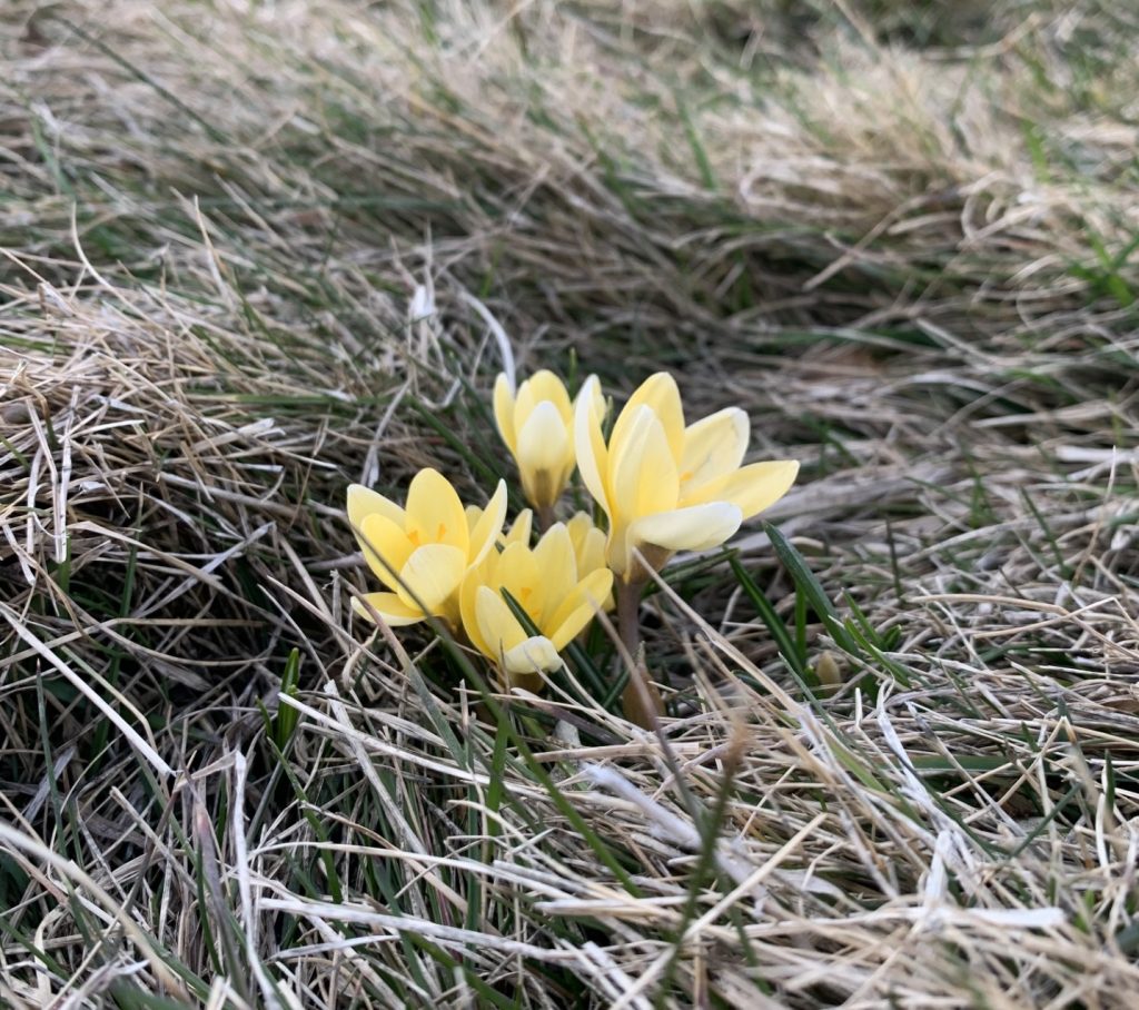 Small cluster of early-blooming yellow crocus blooms poke out of mostly brown grass