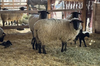 Female sheep with black faces in a barn with their lambs