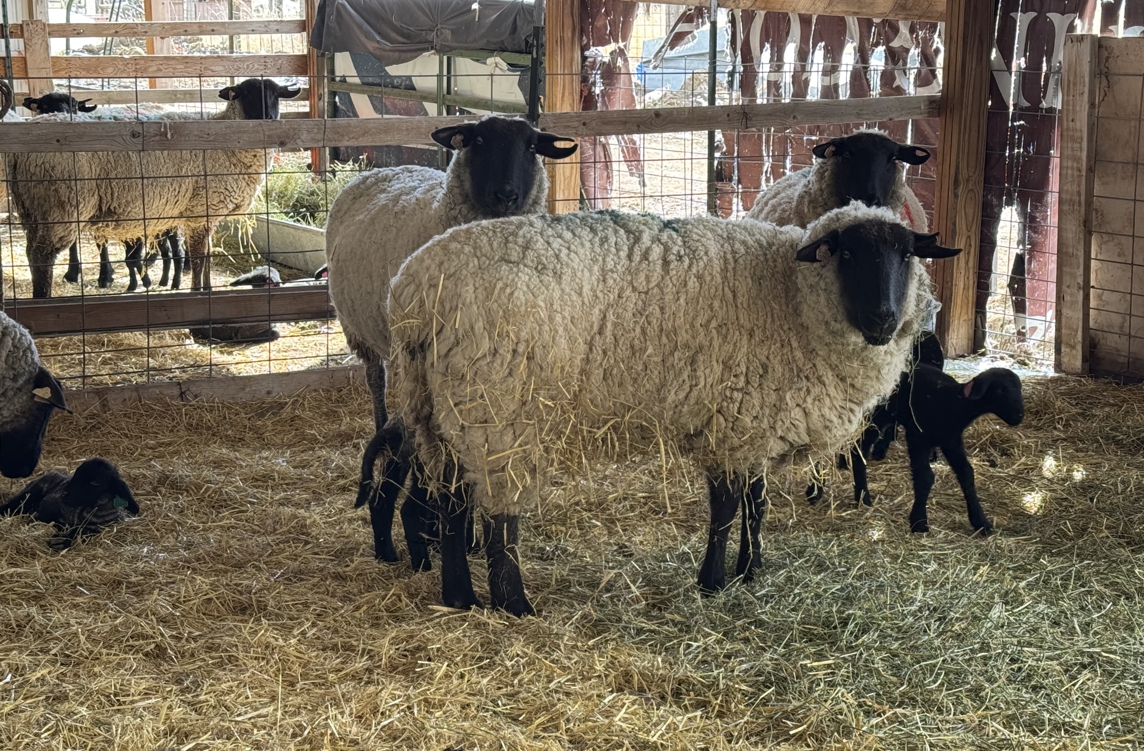 Female sheep with black faces in a barn with their lambs