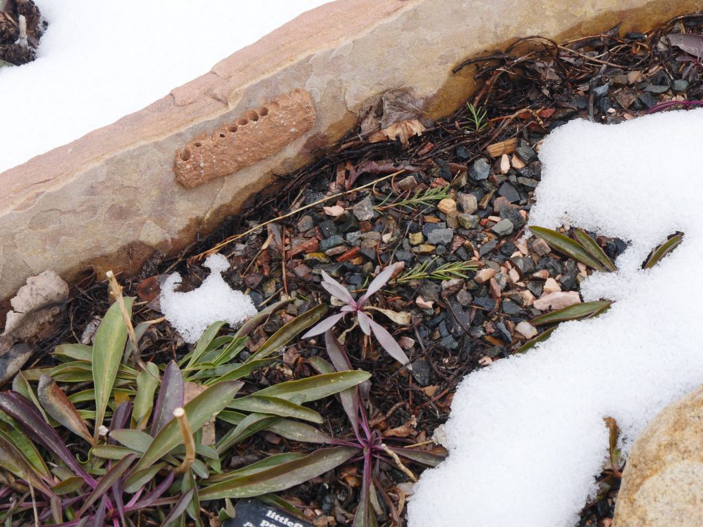 green and purple plants growing in small gravel surrounded by patchy snow