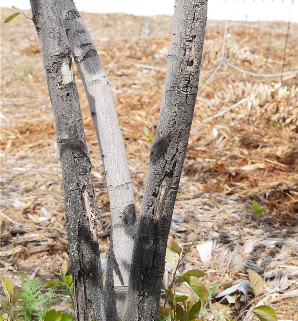 tree with three slender trunks, two of which have bare spots and torn bark due to sunscald