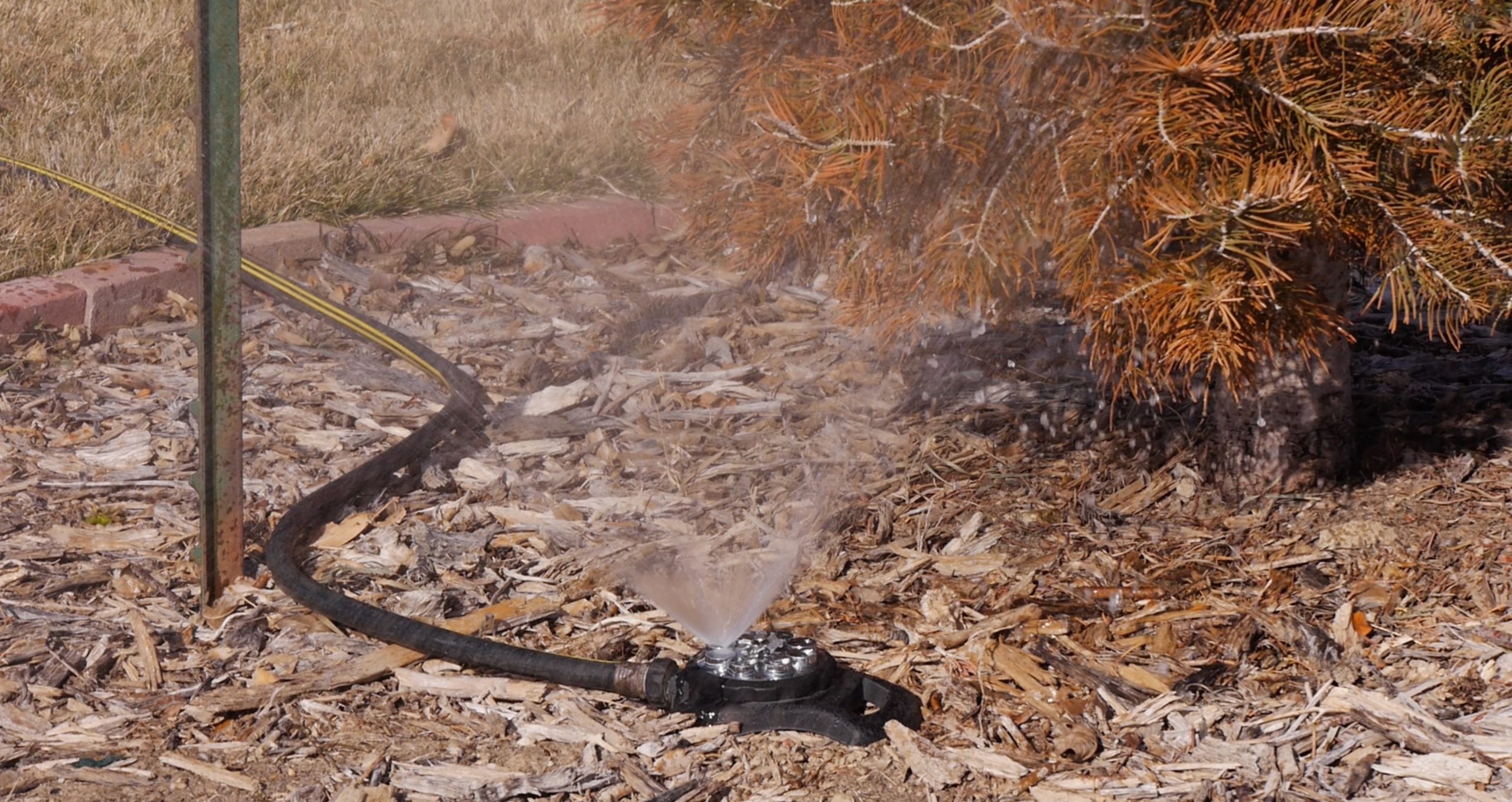 sprinkler attached to a hose sprays water upward toward the base and lower branches of an evergreen with reddish-brown needles
