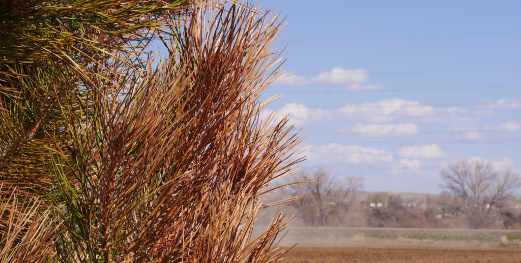 branches on an evergreen tree with mostly reddish-brown needles