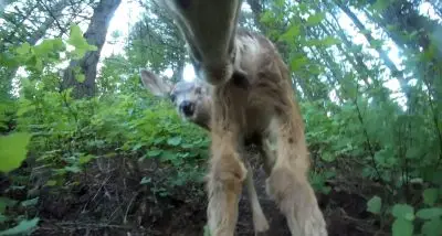 A close up of a deer.