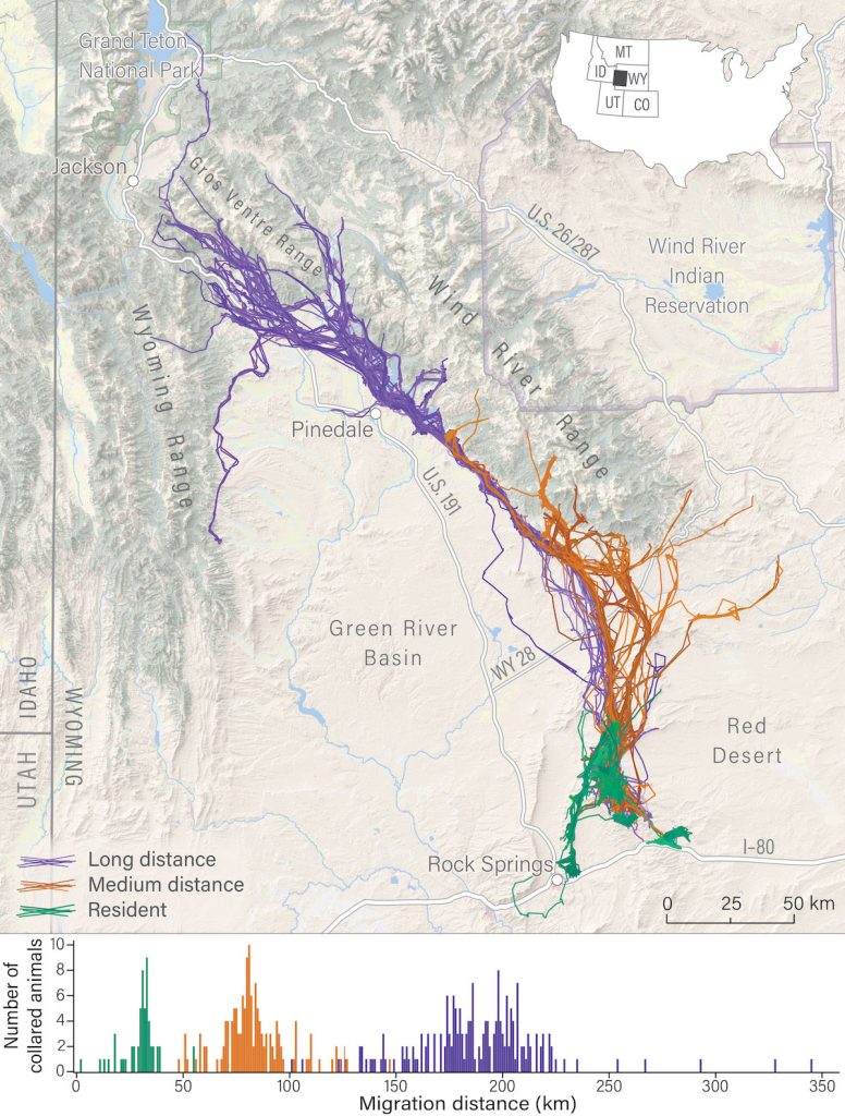 A map of deer migrations.