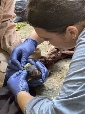 Mitchell works with a small mammal.