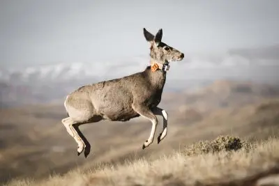 A mule deer with a radio collar.