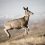 Migration Pays Off: Study Links Long-Distance Movement of Mule Deer to Robust Population Growth