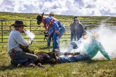 A woman holds a branding iron to a calf as two men hold it down.
