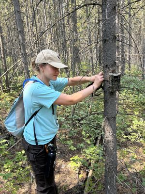 Wetterau attaches a camouflaged trail camera to a tree.