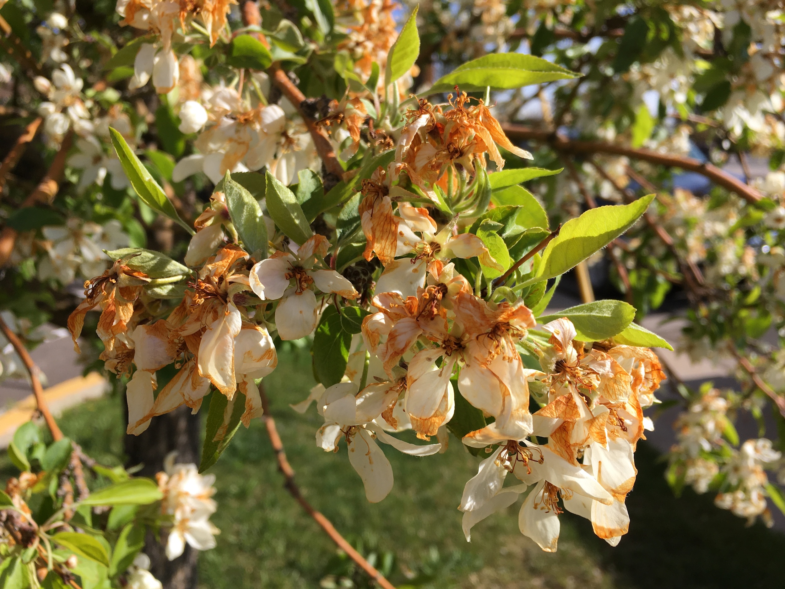 leafy crab apple branches with white blossoms that are mostly browned and "crispy" due to freeze damage