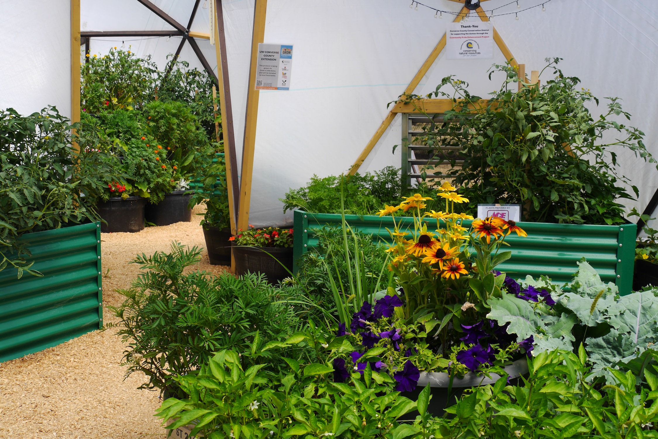 inside a geodesic dome greenhouse, green plants and blooming flowers grow in green corrugated metal containers.